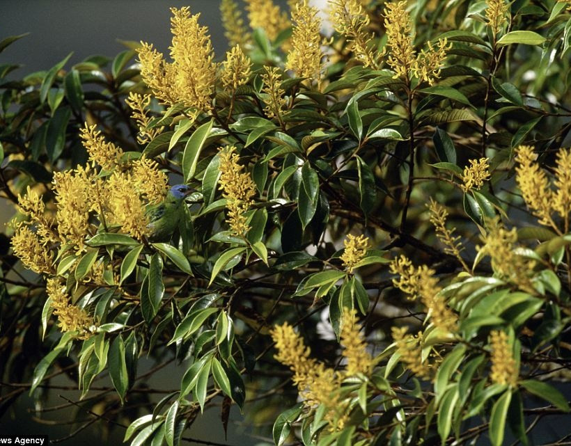 Εντυπωσιακές φωτογραφίες: Μπορείτε να βρείτε τα... αόρατα ζώα;