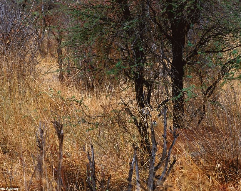 Εντυπωσιακές φωτογραφίες: Μπορείτε να βρείτε τα... αόρατα ζώα;