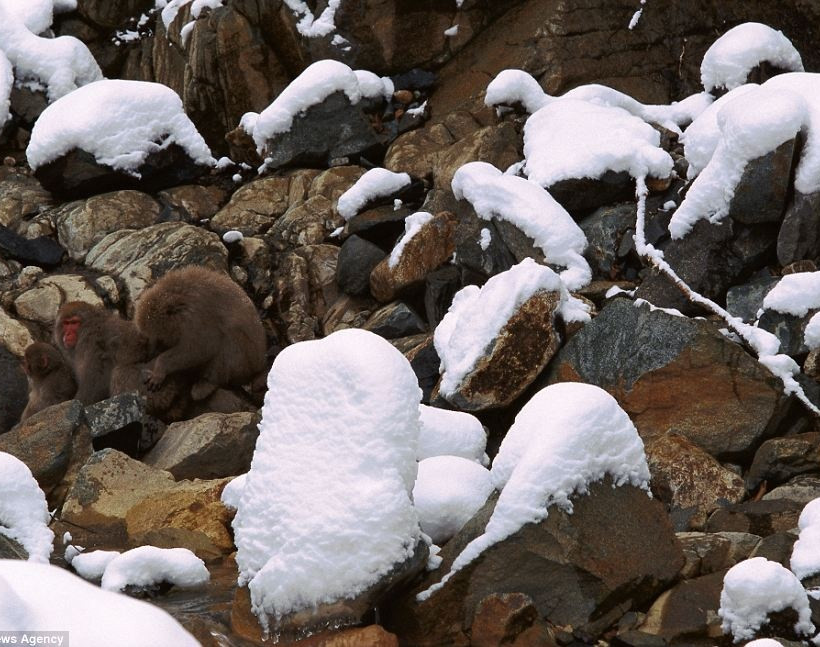 Εντυπωσιακές φωτογραφίες: Μπορείτε να βρείτε τα... αόρατα ζώα;