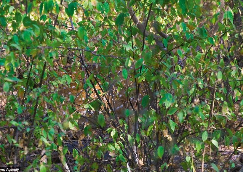 Εντυπωσιακές φωτογραφίες: Μπορείτε να βρείτε τα... αόρατα ζώα;