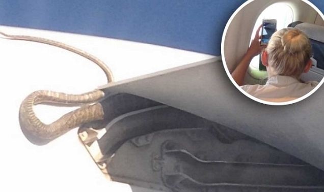 ΣΟΚ έπαθαν επιβάτες όταν είδαν έναν πύθωνα στο αεροπλάνο!