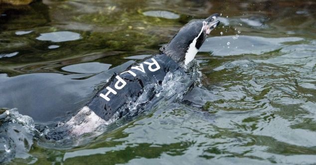 Ο πιγκουίνος που φόρεσε στολή κατάδυσης (pics) 