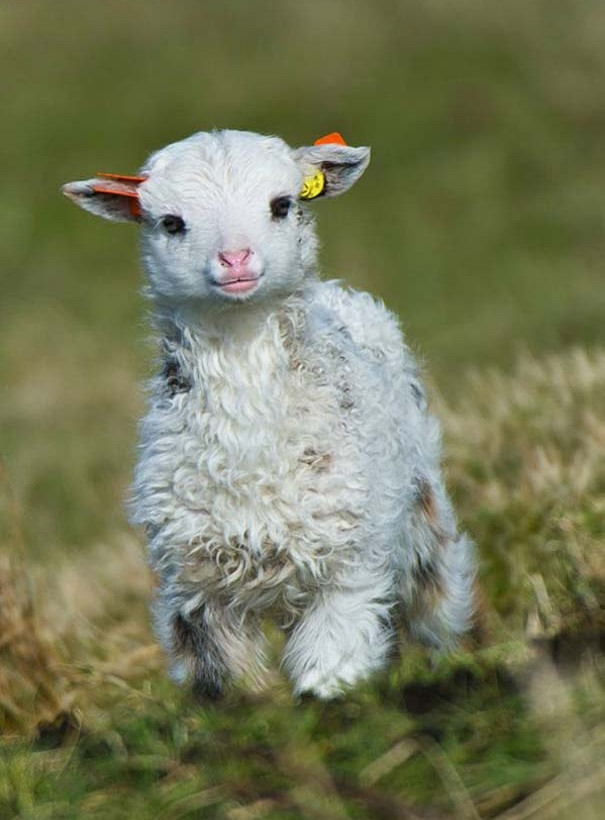 Τα ζώα που μόλις γεννήθηκαν (pics) 