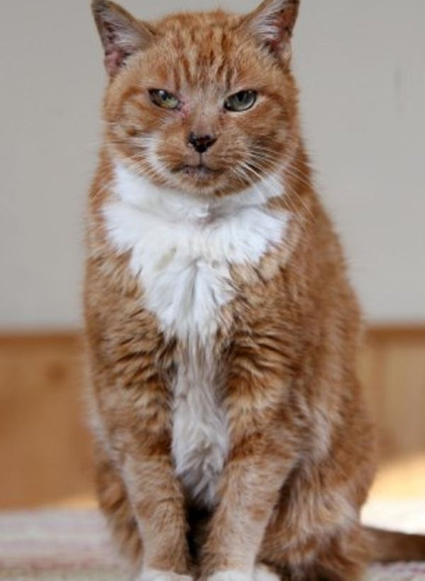 Δείτε τη γάτα που έκλεισε τα... 116 της χρόνια!