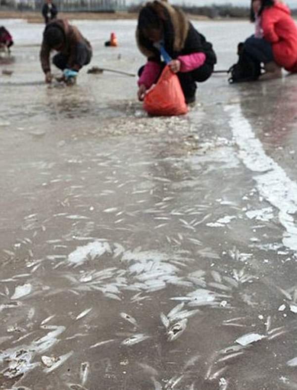 Κατεψυγμένα ή φρέσκα; Ψάρια στον πάγο! (pics)