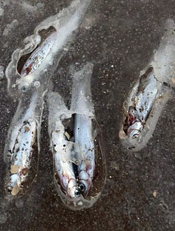 Κατεψυγμένα ή φρέσκα; Ψάρια στον πάγο! (pics)