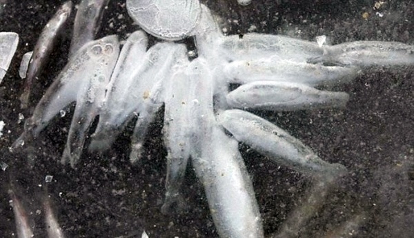 Κατεψυγμένα ή φρέσκα; Ψάρια στον πάγο! (pics)