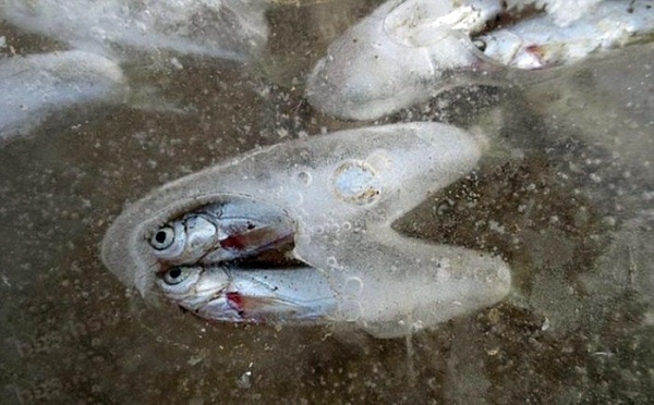 Κατεψυγμένα ή φρέσκα; Ψάρια στον πάγο! (pics)