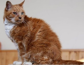 Γάτα... 116 ετών!