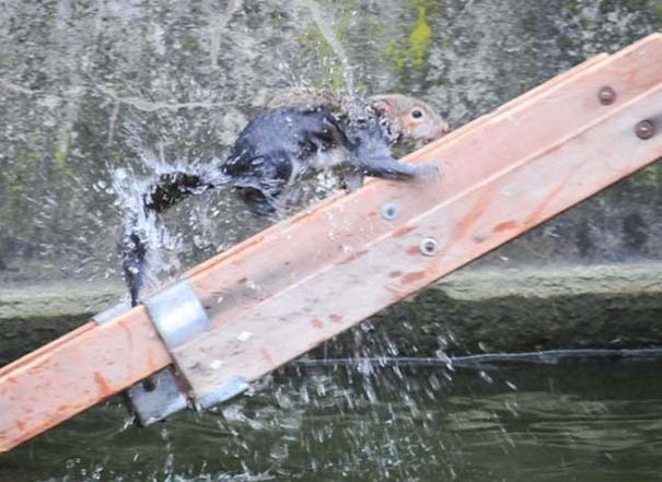 Πόσοι πυροσβέστες χρειάζονται για να σώσουν έναν σκίουρο; 