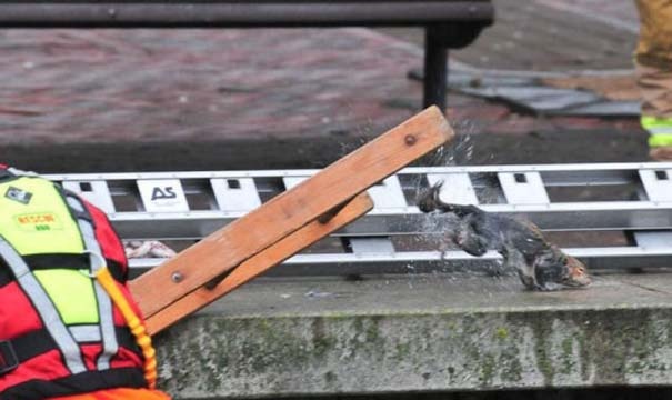 Πόσοι πυροσβέστες χρειάζονται για να σώσουν έναν σκίουρο; 