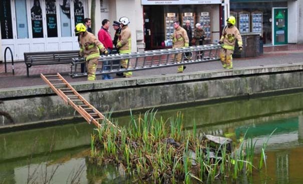 Πόσοι πυροσβέστες χρειάζονται για να σώσουν έναν σκίουρο; 