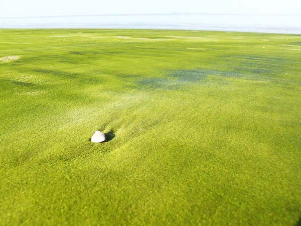 Εντυπωσιακό: Παράξενη παραλία με… πράσινη άμμο!