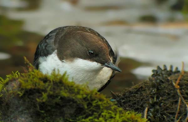 Το πουλί που «πετάει» κάτω από το νερό (pics+video) 