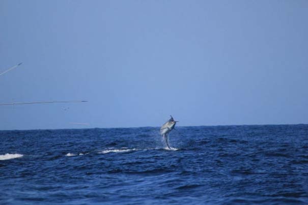 Ψάρι VS Σκάφος: Μια... άνιση μάχη! (pics)