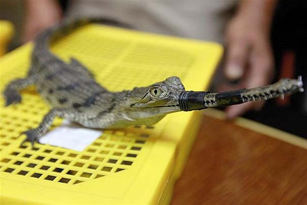 Τρελό λαθρεμπόριο: Τα πιο ασυνήθιστα ευρήματα