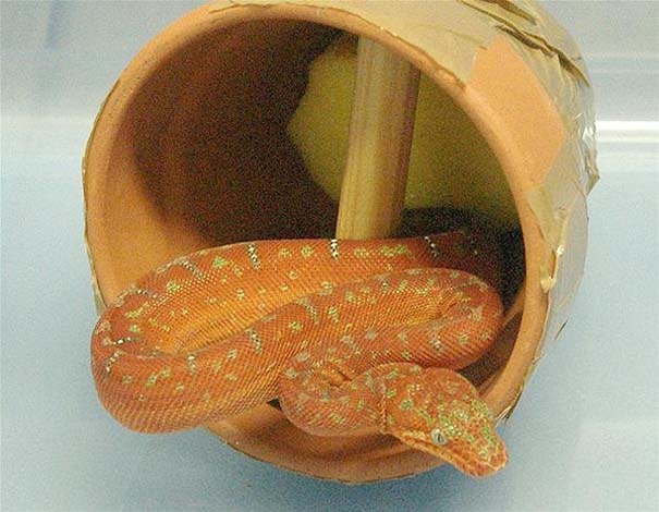 Τρελό λαθρεμπόριο: Τα πιο ασυνήθιστα ευρήματα