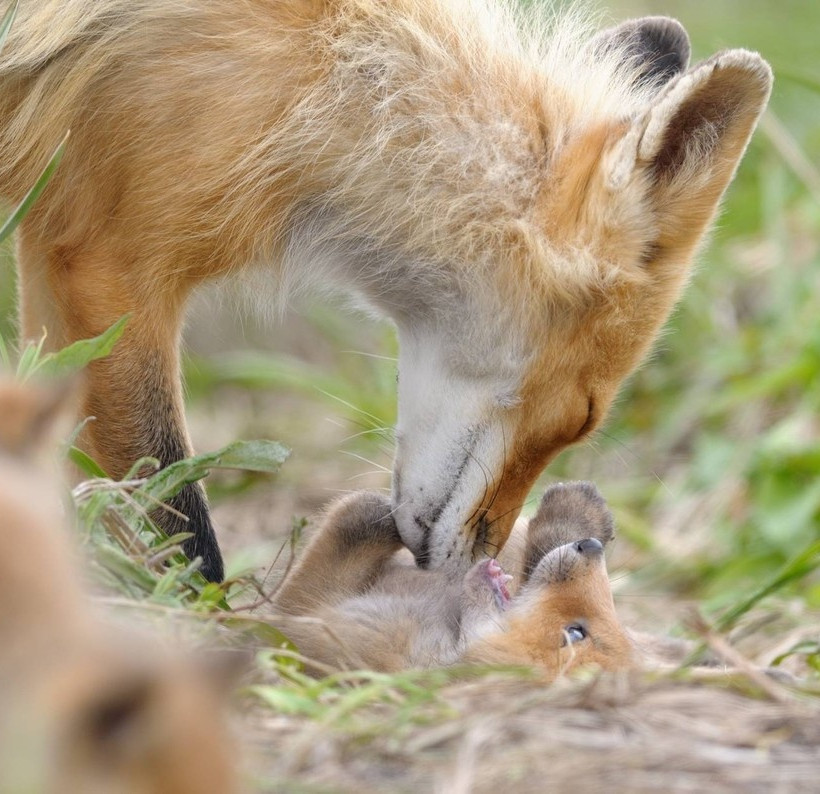 Δείτε την αλεπουδίτσα να παίζει με την μητέρα της!