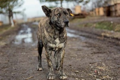 Ο πιο τρομακτικός σκύλος του κόσμου! (pics)