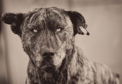 Ο πιο τρομακτικός σκύλος του κόσμου! (pics)