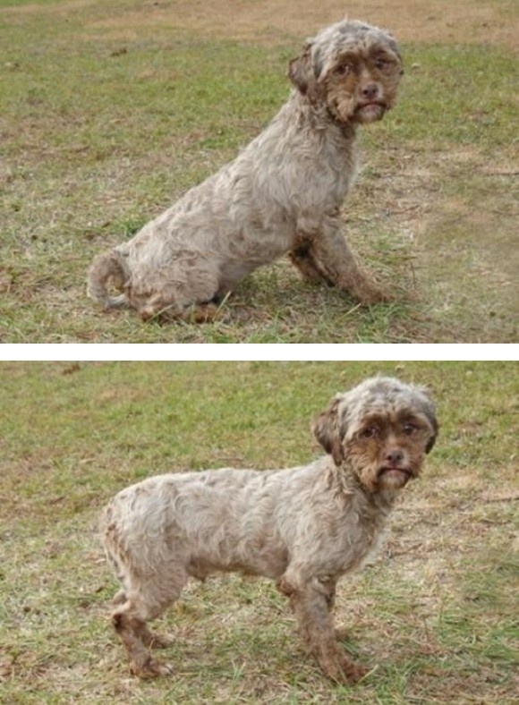 Απίστευτο: Ο σκύλος που έχει πρόσωπο ώριμου άνδρα! (pics)