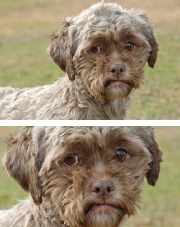 Απίστευτο: Ο σκύλος που έχει πρόσωπο ώριμου άνδρα! (pics)