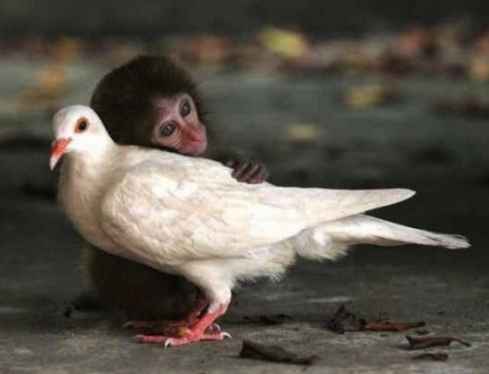 Τα ζώα αγνοούν την έννοια του ρατσισμού