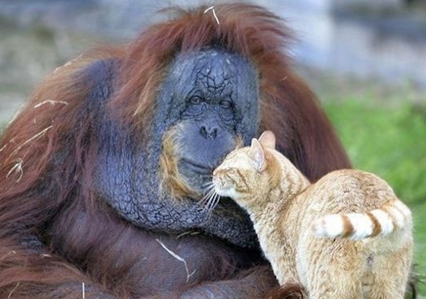 Τα ζώα αγνοούν την έννοια του ρατσισμού