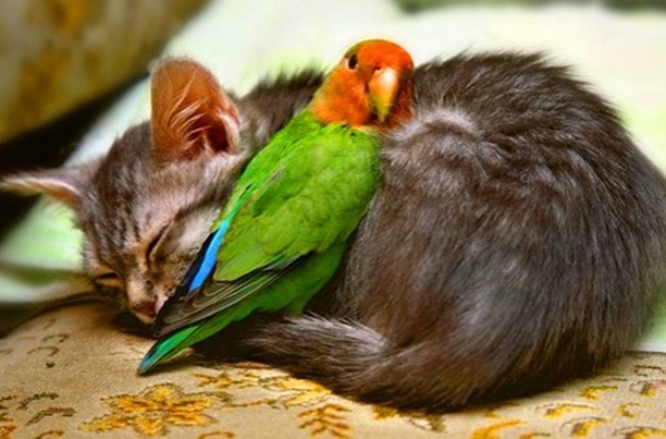 Τα ζώα αγνοούν την έννοια του ρατσισμού