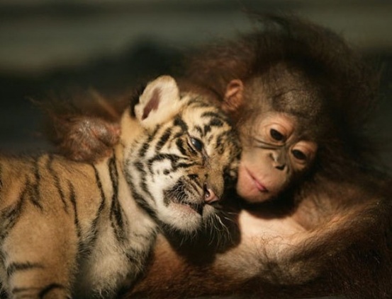 Τα ζώα αγνοούν την έννοια του ρατσισμού