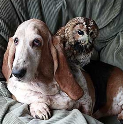 Τα ζώα αγνοούν την έννοια του ρατσισμού