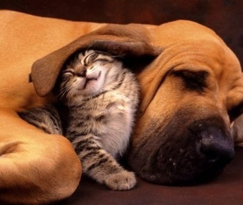 Τα ζώα αγνοούν την έννοια του ρατσισμού