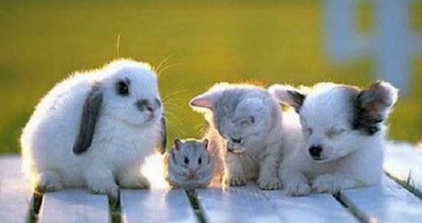 Τα ζώα αγνοούν την έννοια του ρατσισμού