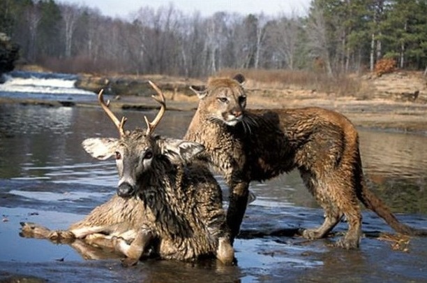Τα ζώα αγνοούν την έννοια του ρατσισμού