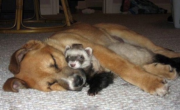 Τα ζώα αγνοούν την έννοια του ρατσισμού