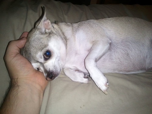 Δείτε σκυλάκια σε απίθανες στιγμές! (pics)