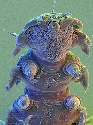 Αυτό είναι το πιο ανθεκτικό ζώο του πλανήτη