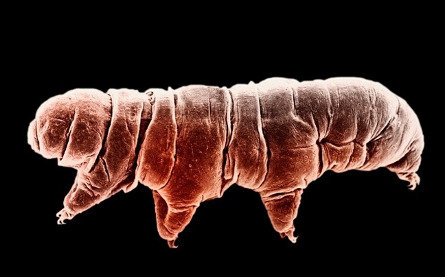 Αυτό είναι το πιο ανθεκτικό ζώο του πλανήτη