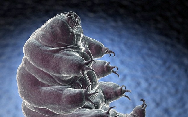 Αυτό είναι το πιο ανθεκτικό ζώο του πλανήτη