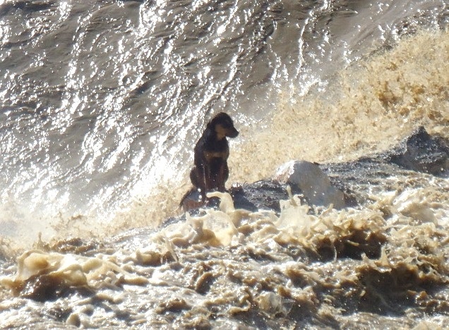 Συγκινητική επιχείρηση διάσωσης σκύλου στον Τύρναβο (pics) 