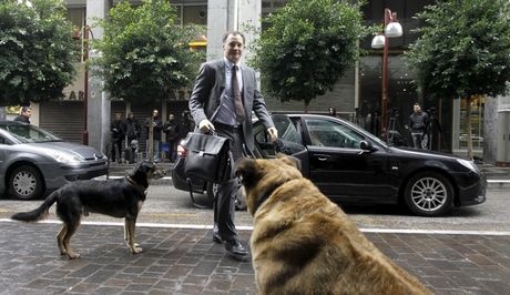 Τα αδέσποτα της Αθήνας υποδέχτηκαν την Τρόικα (Pics)