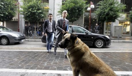 Τα αδέσποτα της Αθήνας υποδέχτηκαν την Τρόικα (Pics)