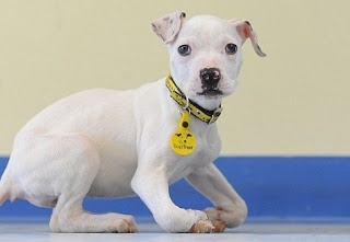 Το πανέμορφο σκυλάκι που παραμορφώθηκε από την πείνα