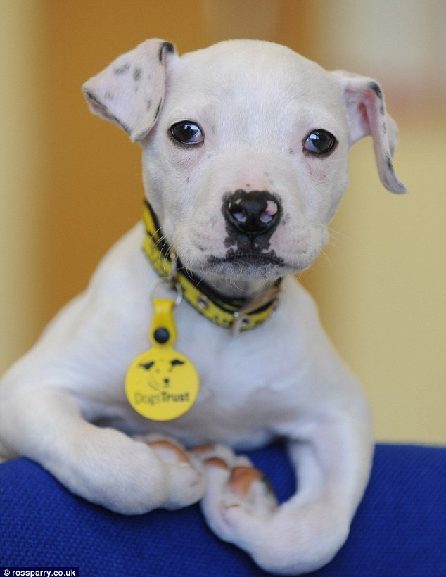 Το πανέμορφο σκυλάκι που παραμορφώθηκε από την πείνα