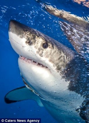 Χορεύοντας με τους καρχαρίες (pics)