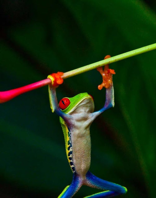 Ο σπάνιος βάτραχος γελωτοποιός! (pics)