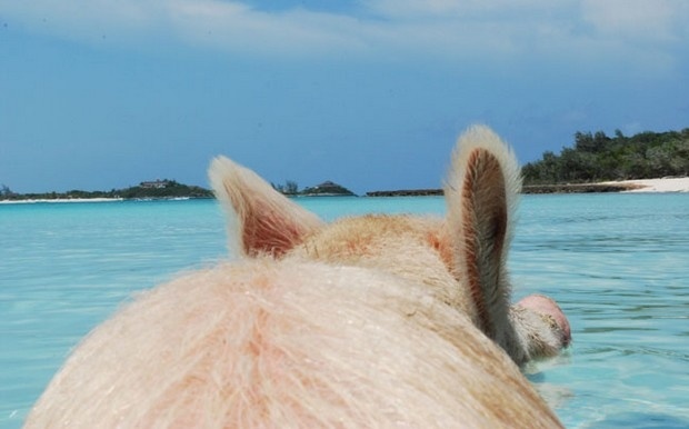 Δείτε γουρουνάκια να κολυμπούν στις Μπαχάμες!(pics)
