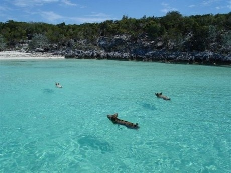 Δείτε γουρουνάκια να κολυμπούν στις Μπαχάμες!(pics)