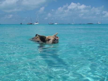 Δείτε γουρουνάκια να κολυμπούν στις Μπαχάμες!(pics)
