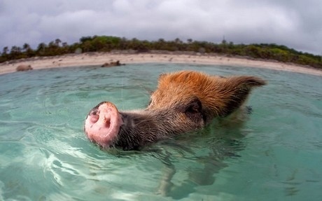 Δείτε γουρουνάκια να κολυμπούν στις Μπαχάμες!(pics)